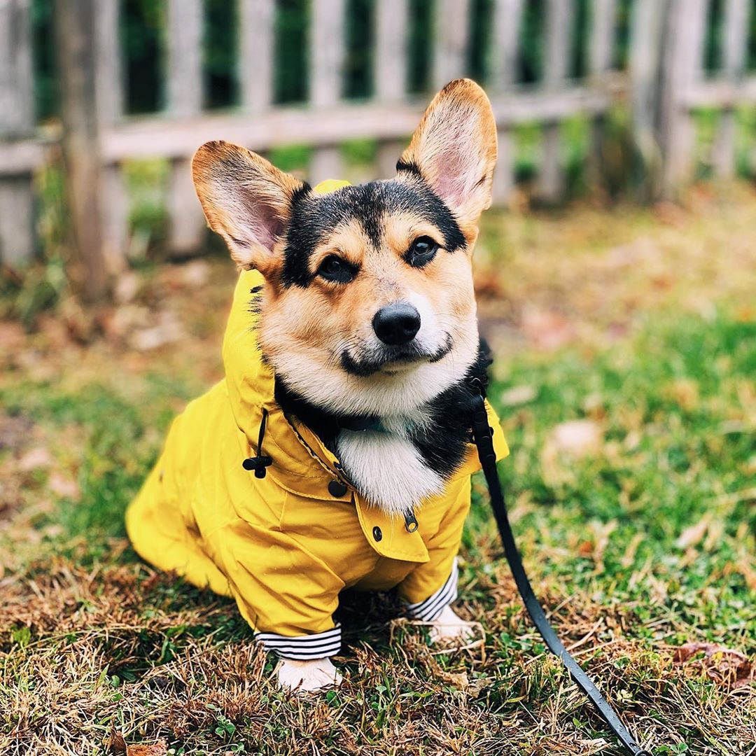 Outdoor Sport Hoodie - Wasserdichter Hundemantel für Kleine Mittlere Große