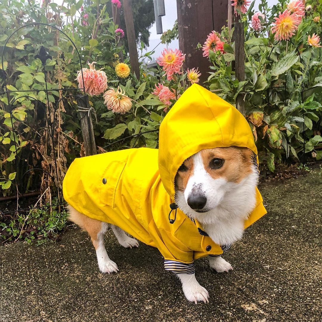 Wasserdichter Hundemantel für  – Outdoor Sport Hoodie Bewertung und Preis