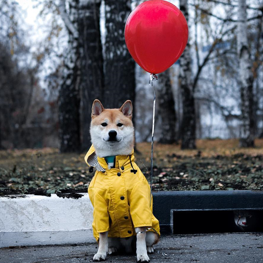 Wasserdichter Hundemantel für  – Outdoor Sport Hoodie Bewertung und Preis