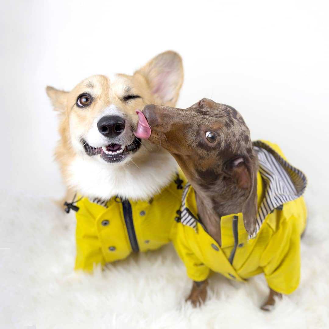Wasserdichter Hundemantel für  – Outdoor Sport Hoodie Bewertung und Preis